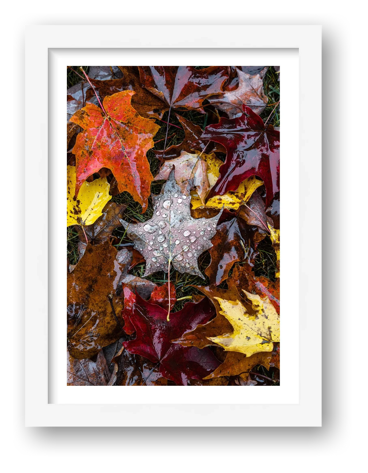 Maple Leaf — framed