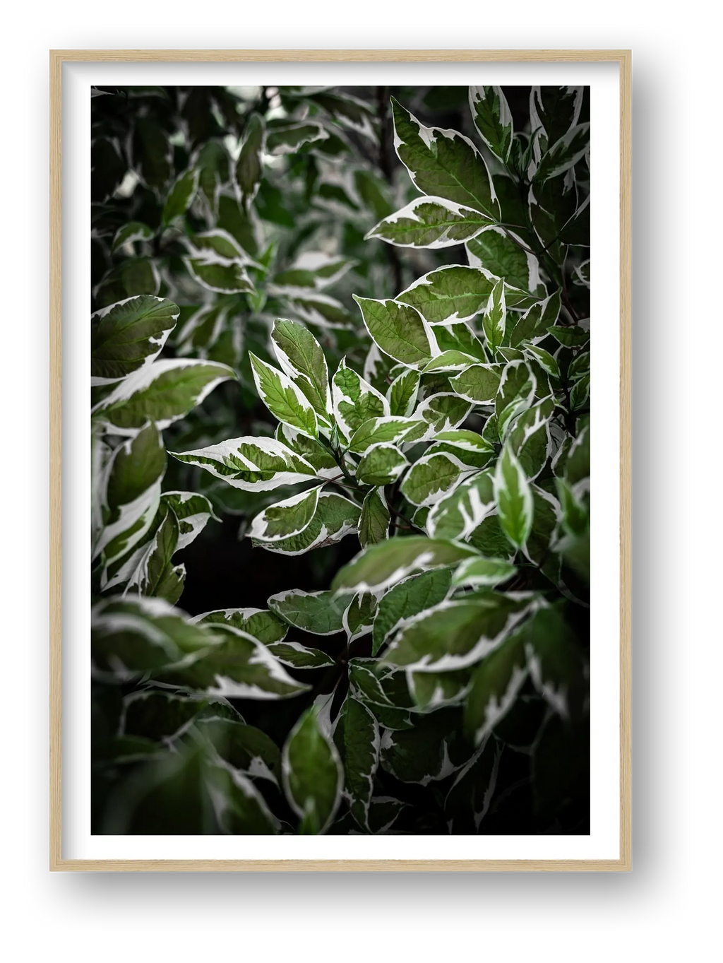 Green and White Foliage — framed