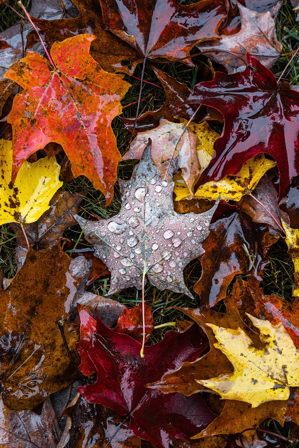 Maple Leaf