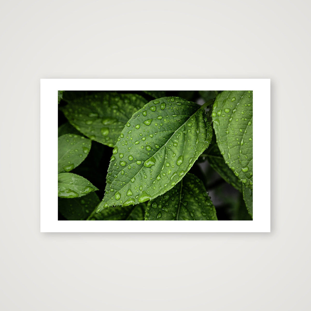 Raindrops — 45×30cm, 18×12" Print only
