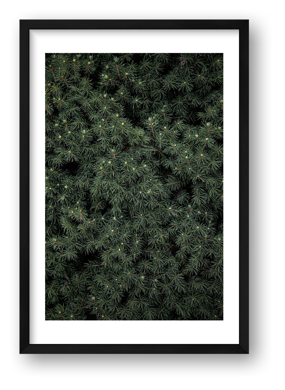 Evergreen — framed