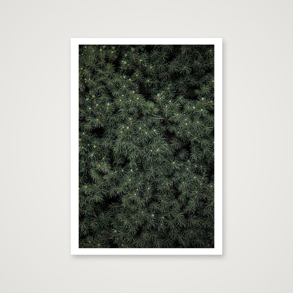 Evergreen — 70×100cm, 28×39" Print only