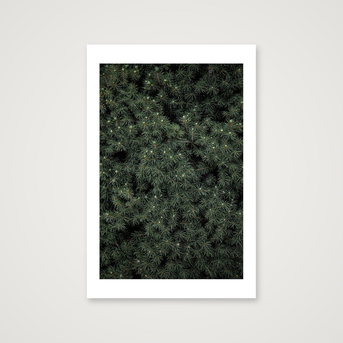 Evergreen — 40×60cm, 16×24" Print only