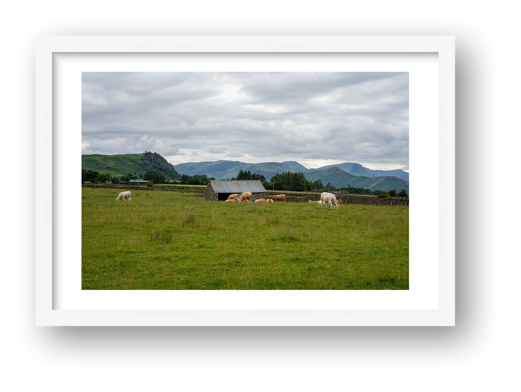 Grazing Cattle — framed