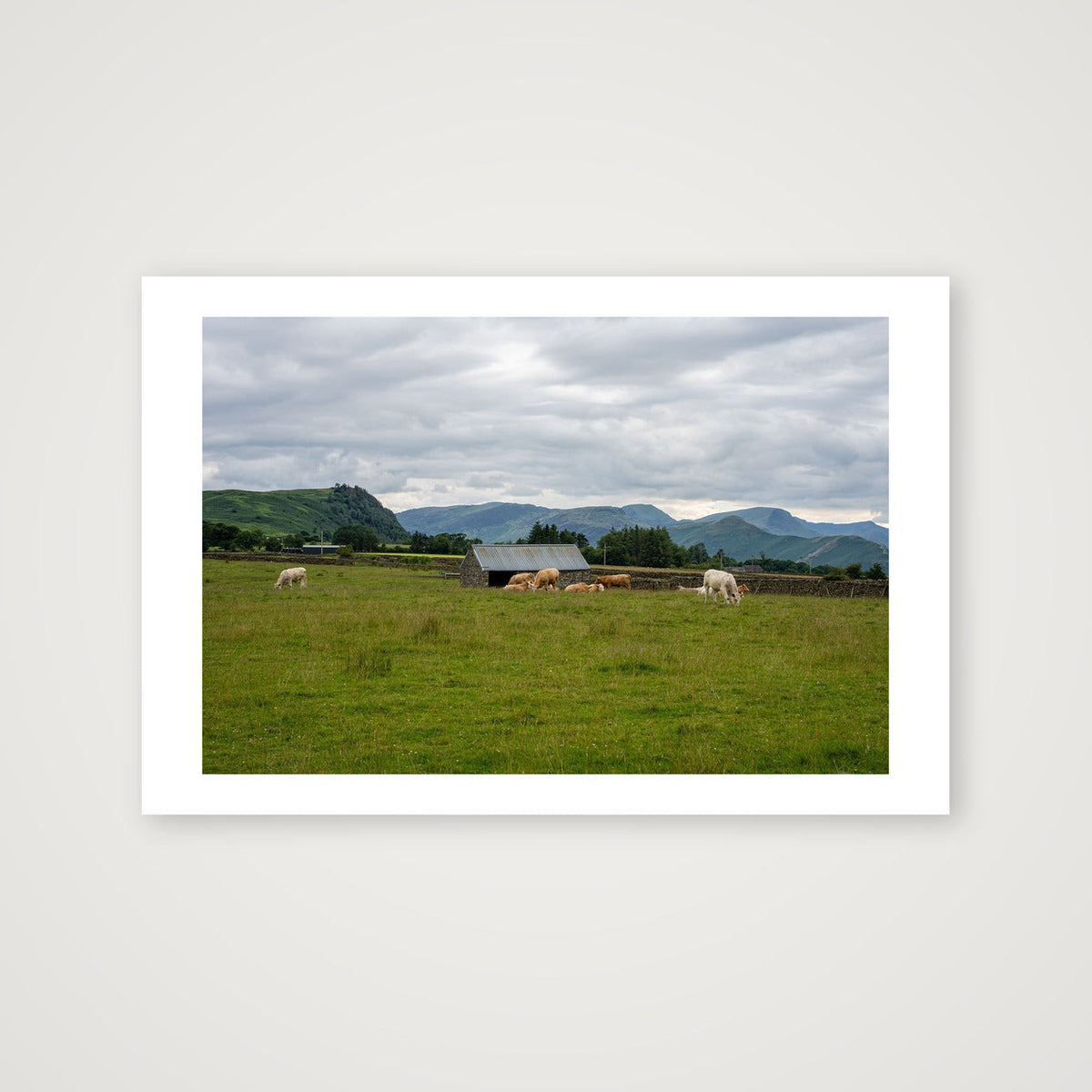 Grazing Cattle — 60×40cm, 24×16" Print only