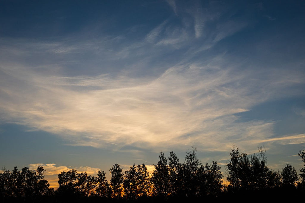 Sunset Over the Trees