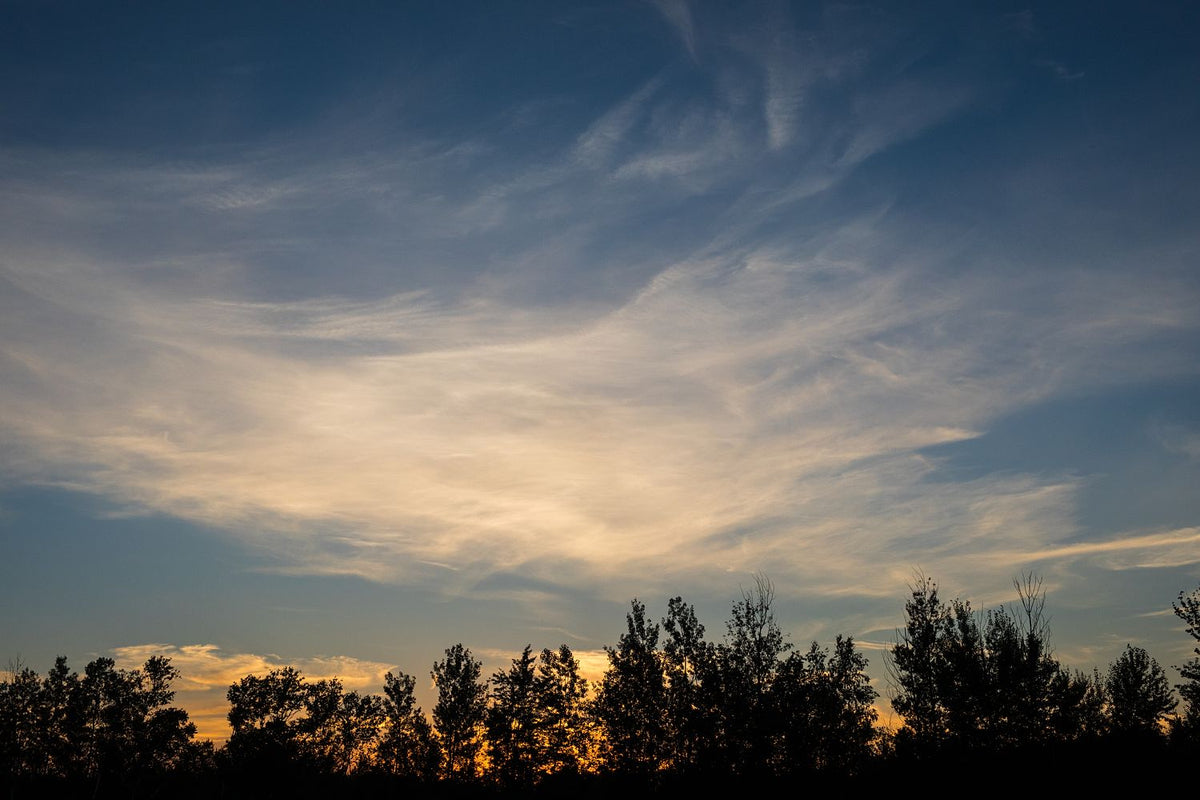 Sunset Over the Trees