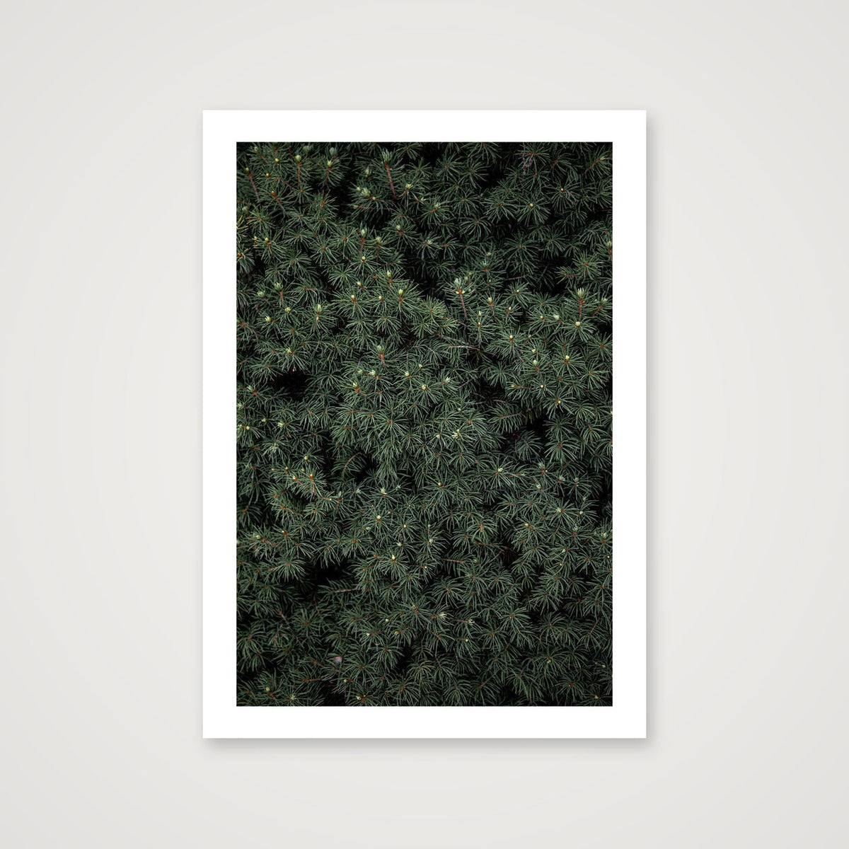 Evergreen — A4 (21×30cm, 8×12") Print only