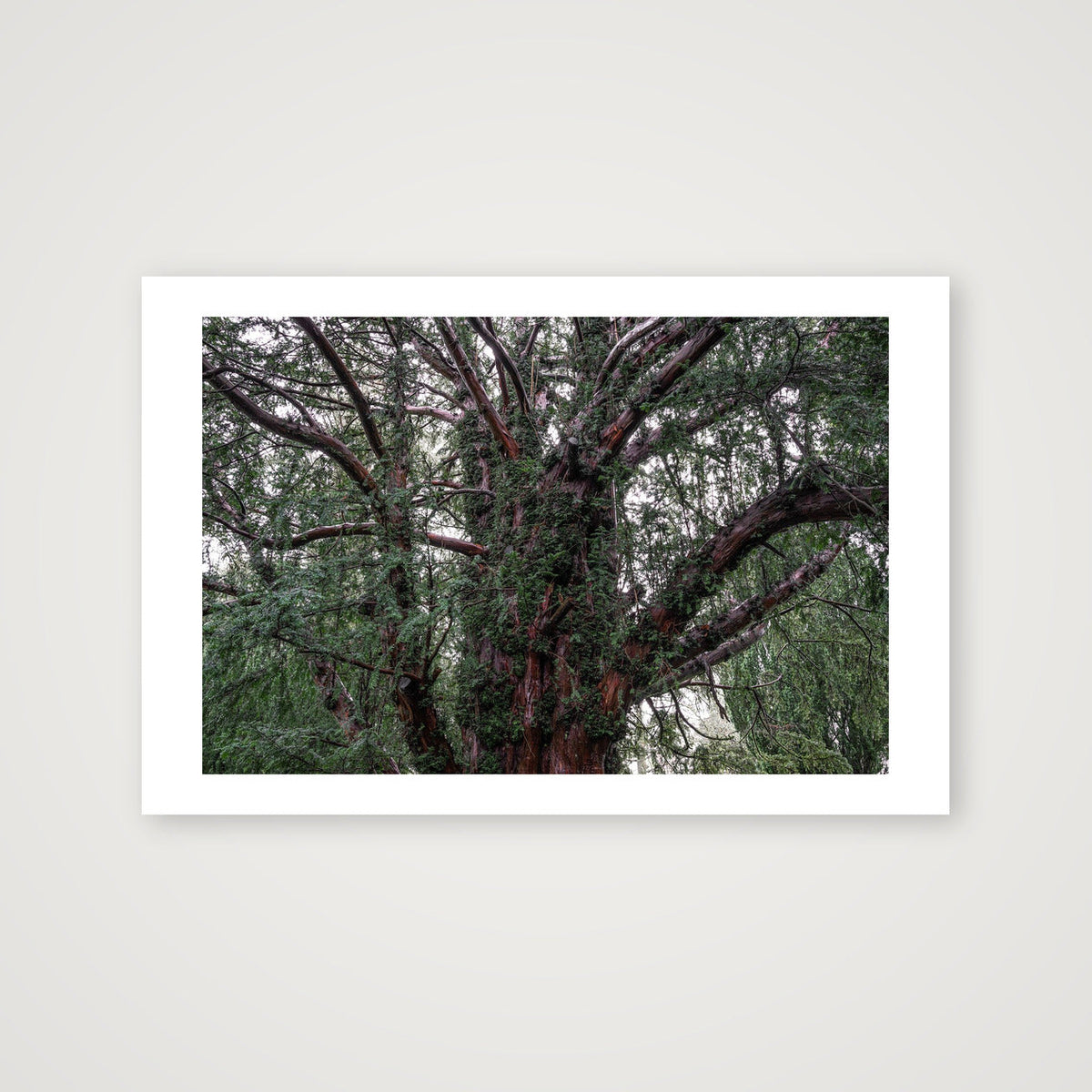 Overgrowth — 60×40cm, 24×16" Print only