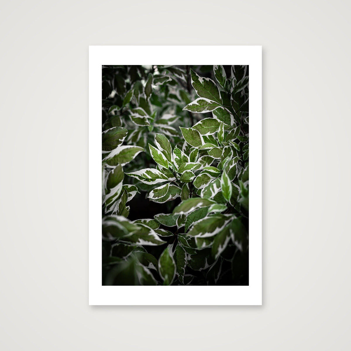 Green and White Foliage — 40×60cm, 16×24" Print only