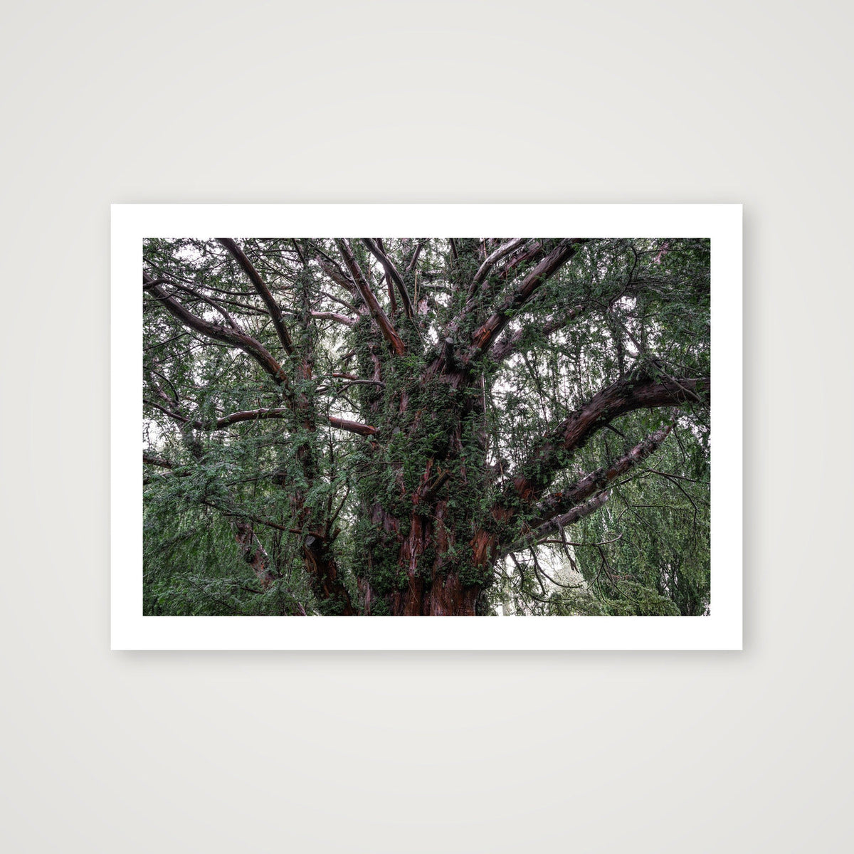 Overgrowth — A4 (30×21cm, 12×8") Print only