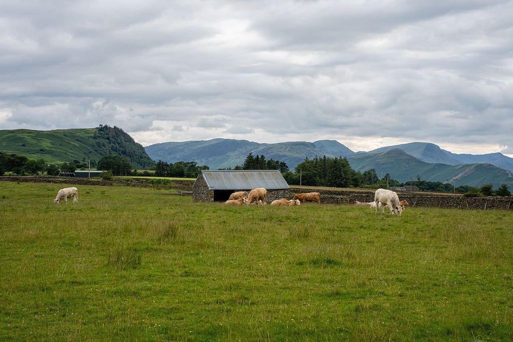 Grazing Cattle