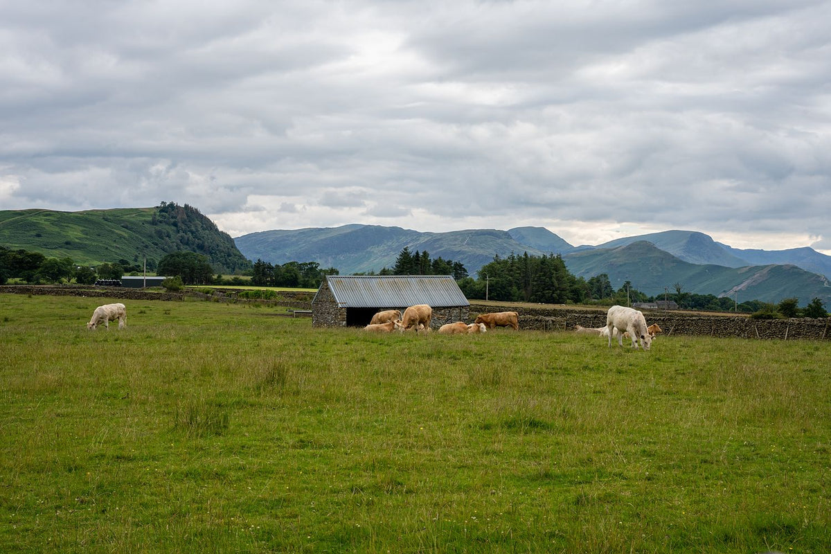 Grazing Cattle