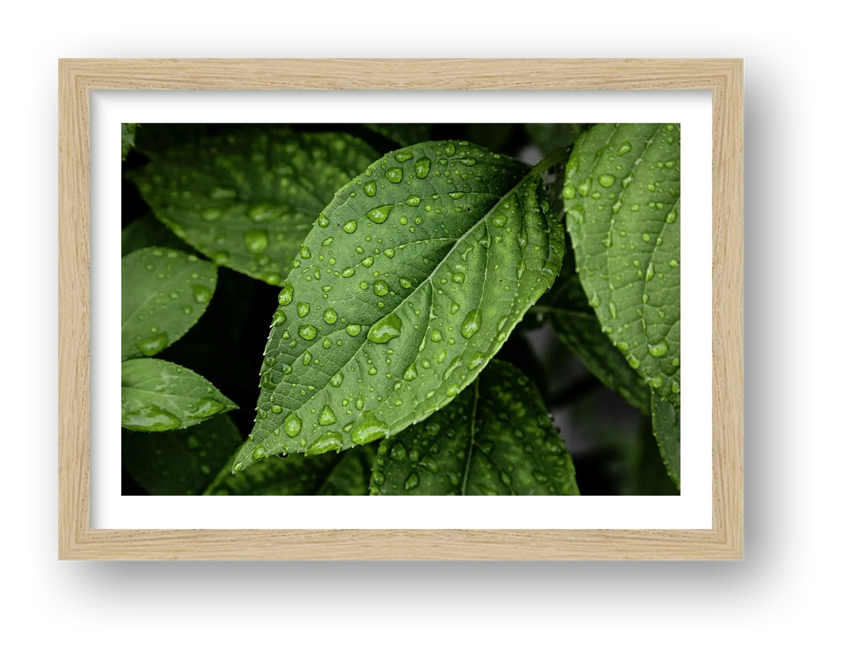 Raindrops — framed