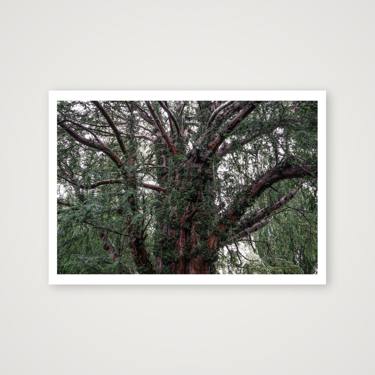 Overgrowth — 100×70cm, 39×28" Print only