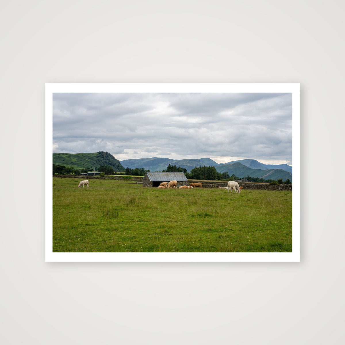 Grazing Cattle — 100×70cm, 39×28" Print only