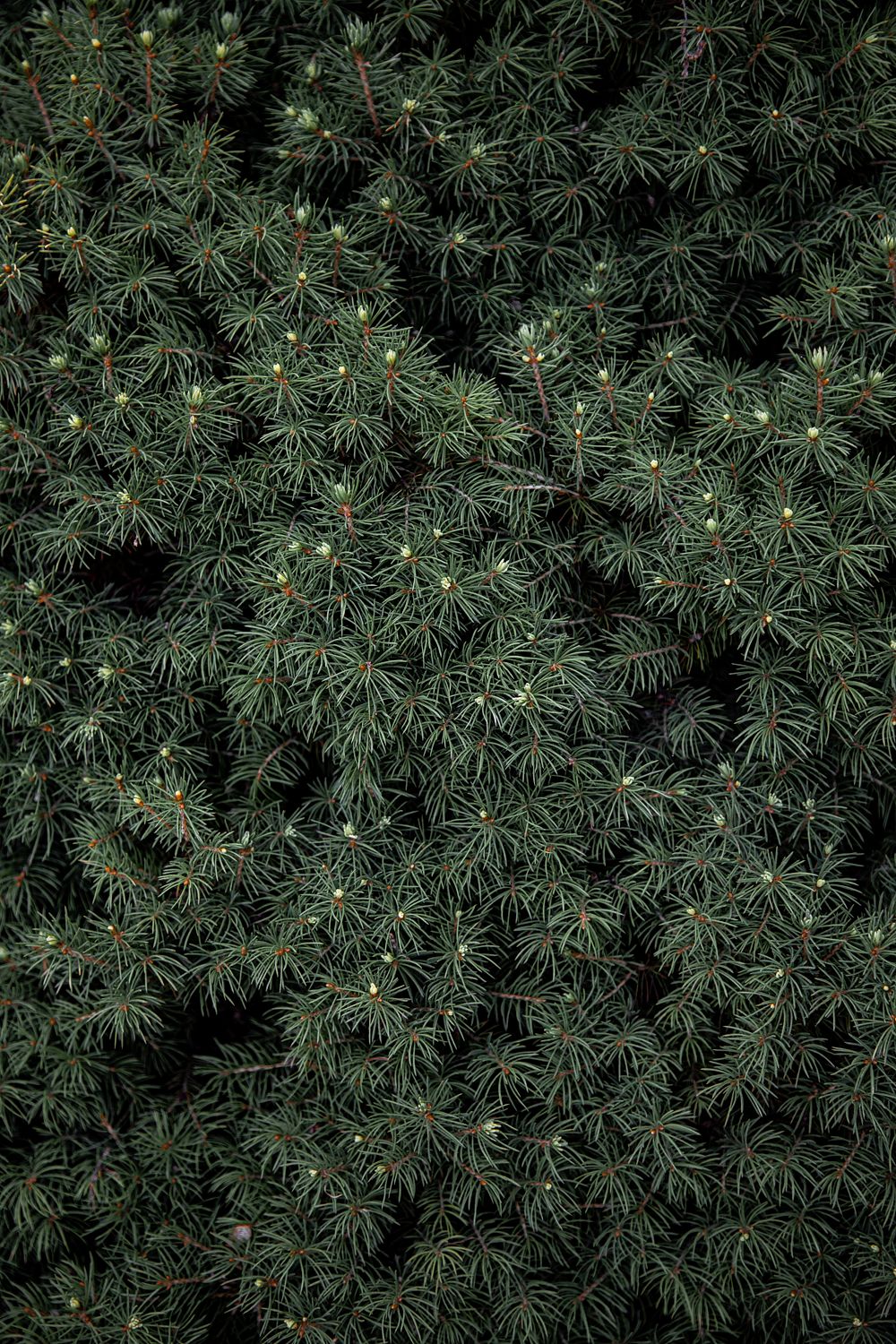 Evergreen