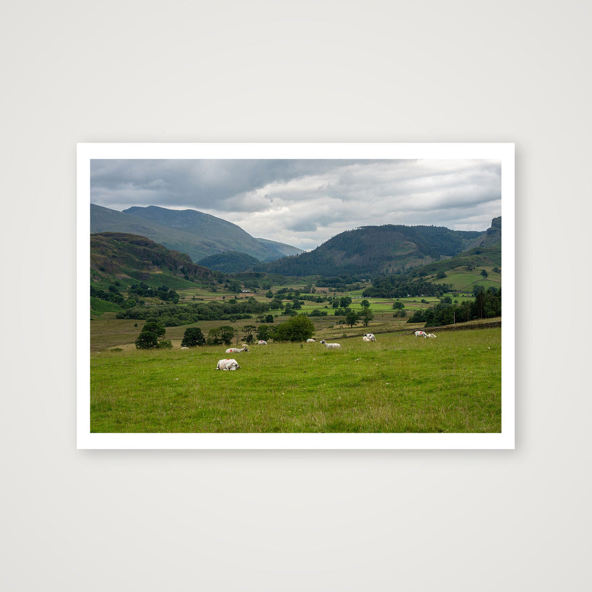 Sheep in the Valley — 100×70cm, 39×28" Print only