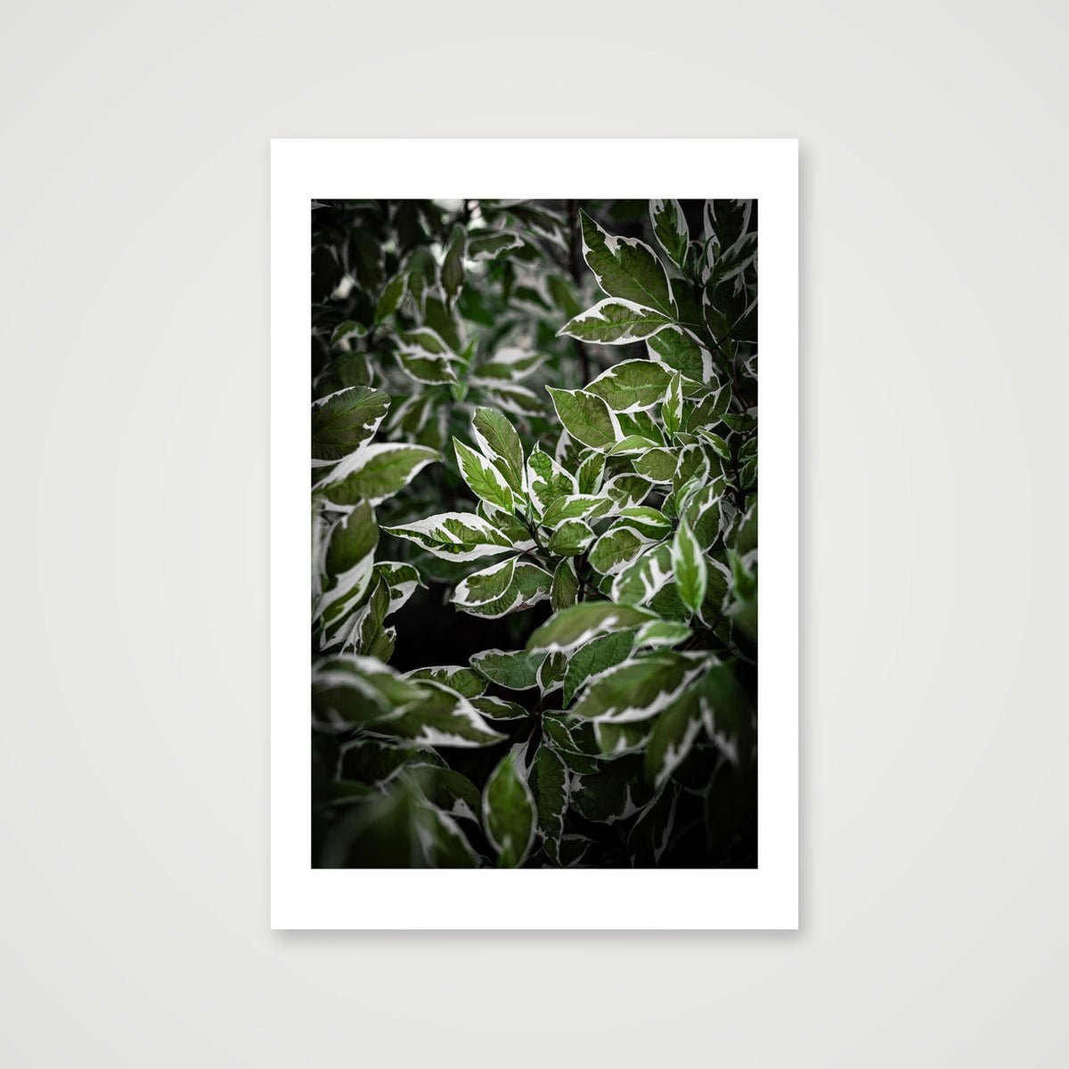 Green and White Foliage — 30×45cm, 12×18" Print only
