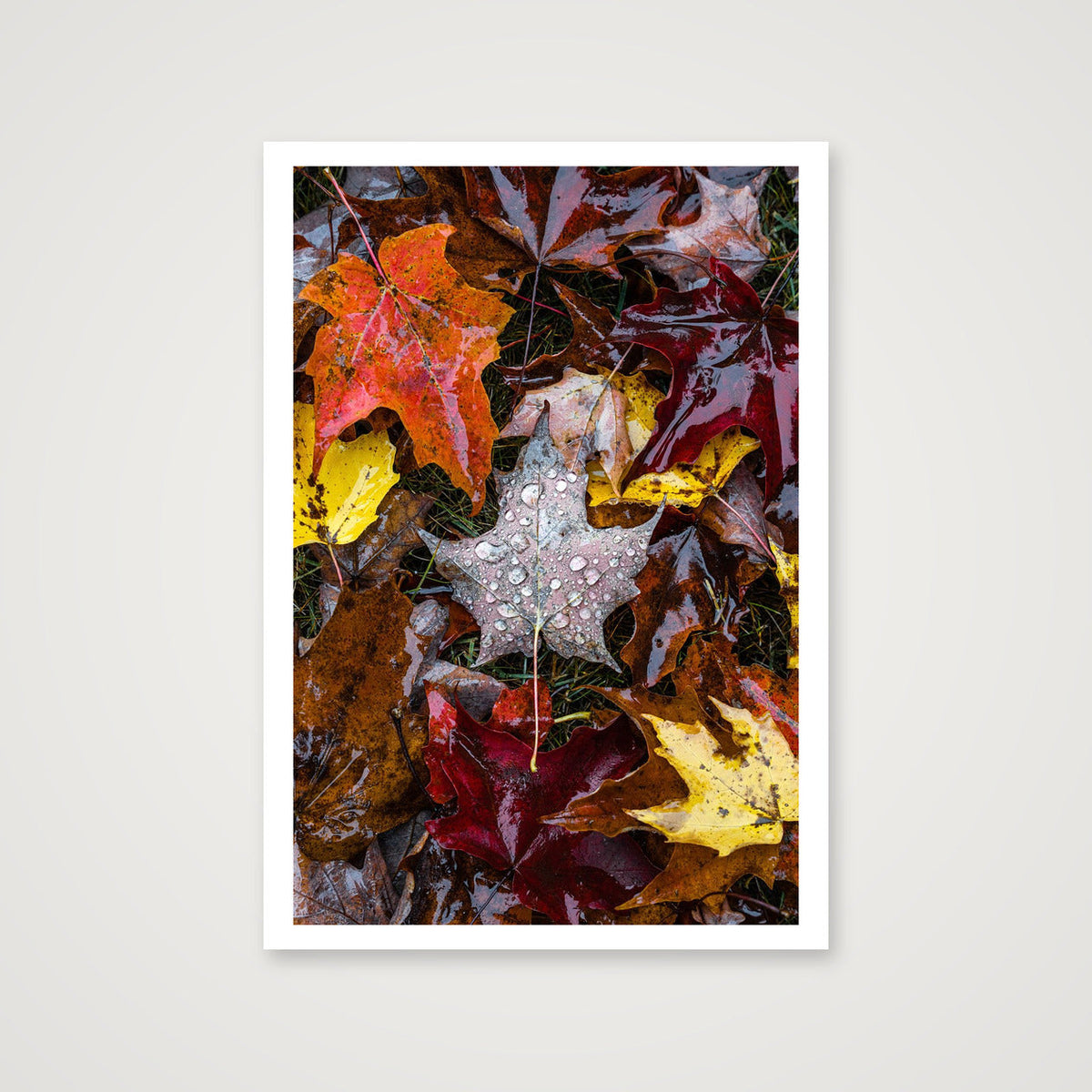 Maple Leaf — 70×100cm, 28×39" Print only