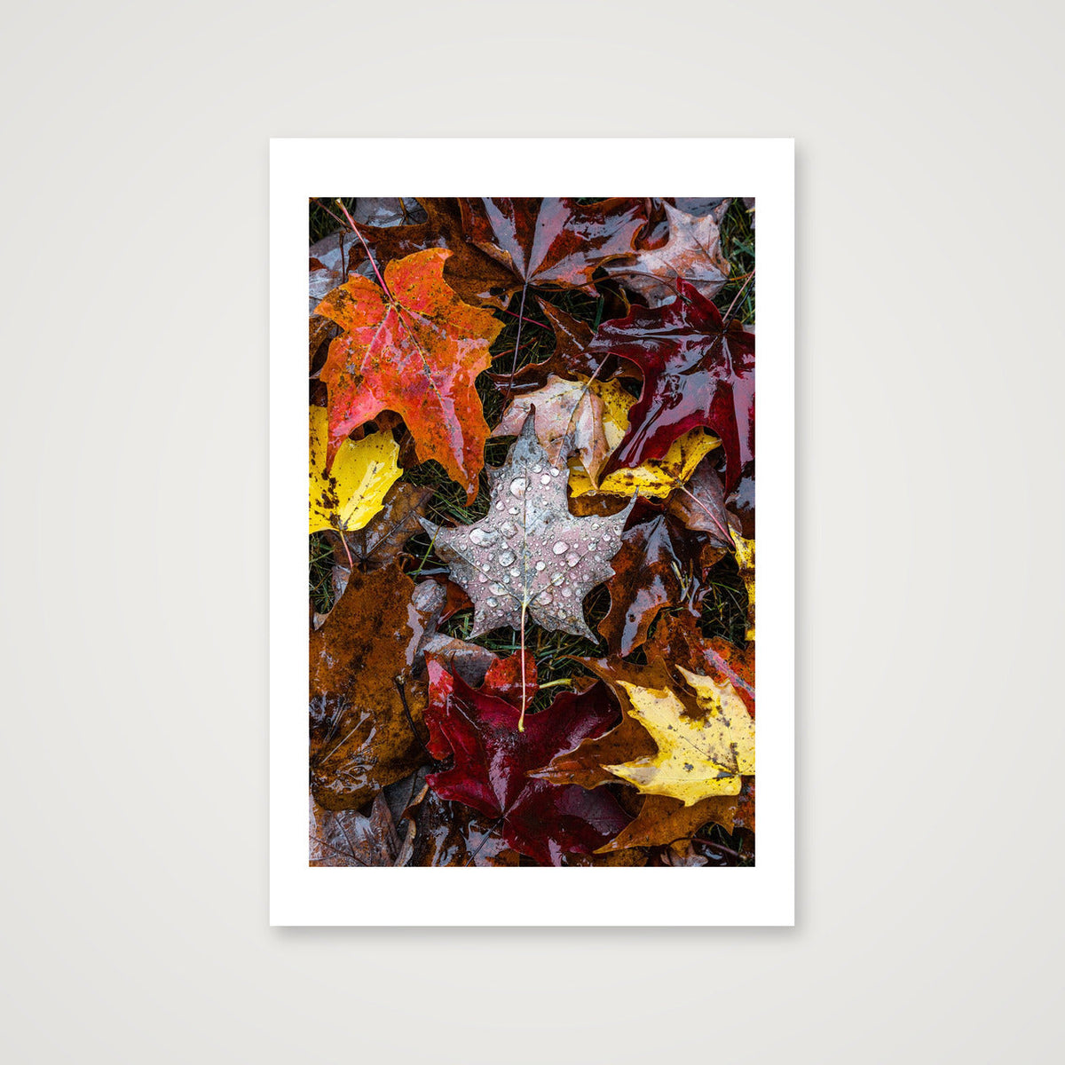 Maple Leaf — 40×60cm, 16×24" Print only