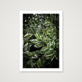 Green and White Foliage — A4 (21×30cm, 8×12") Print only