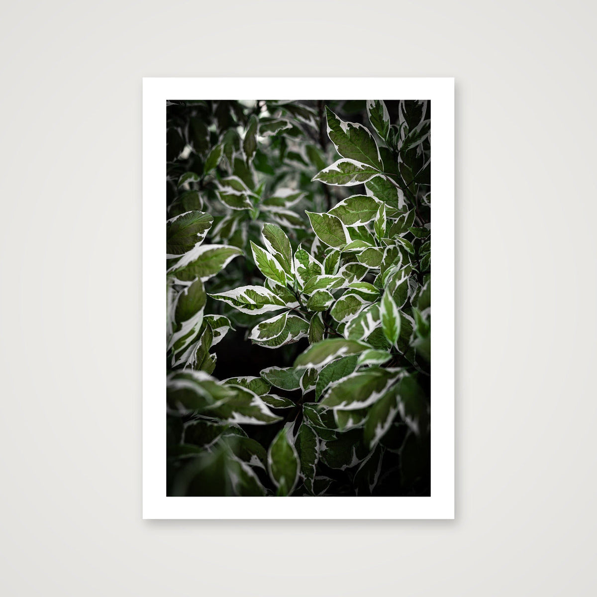 Green and White Foliage — A4 (21×30cm, 8×12") Print only