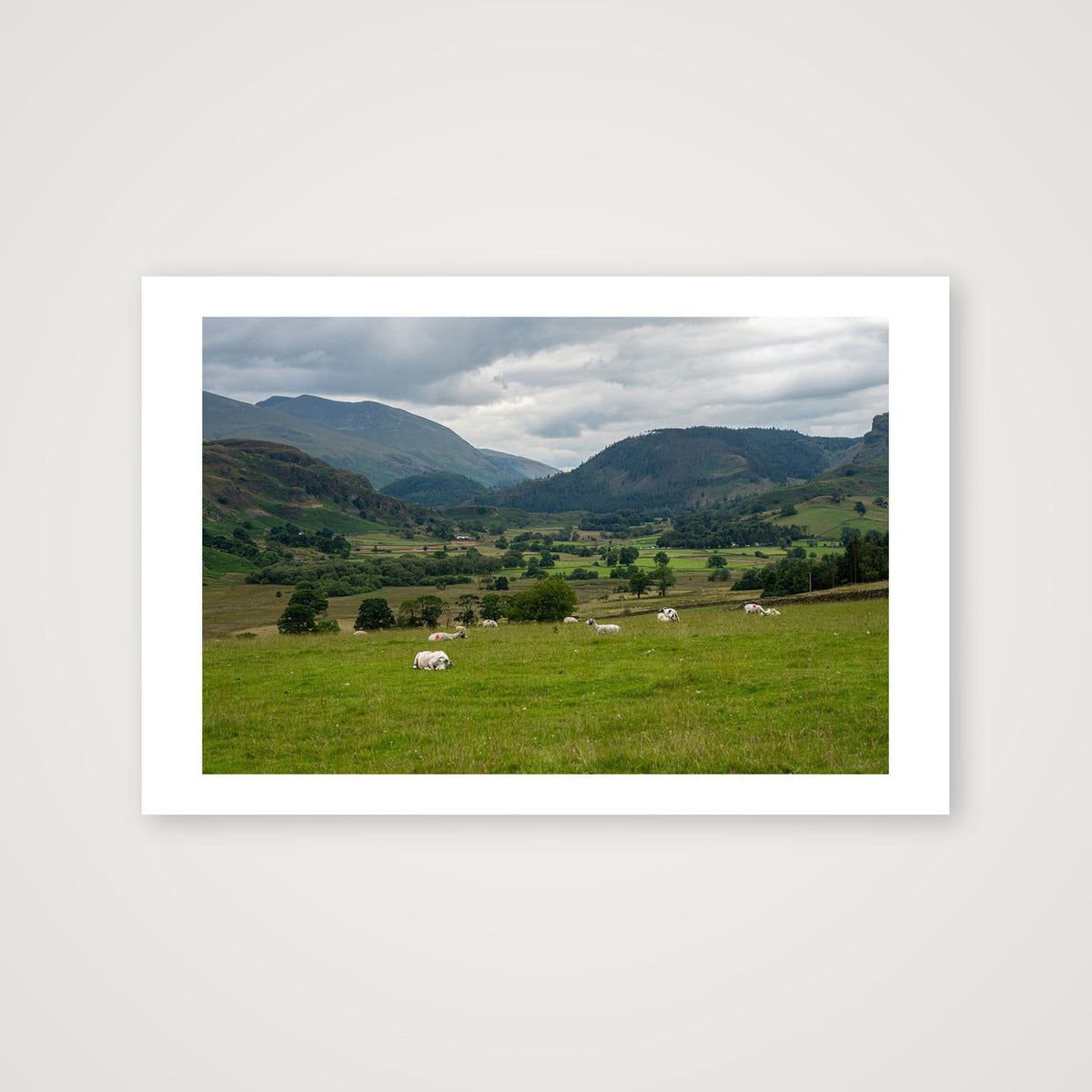 Sheep in the Valley — 60×40cm, 24×16" Print only