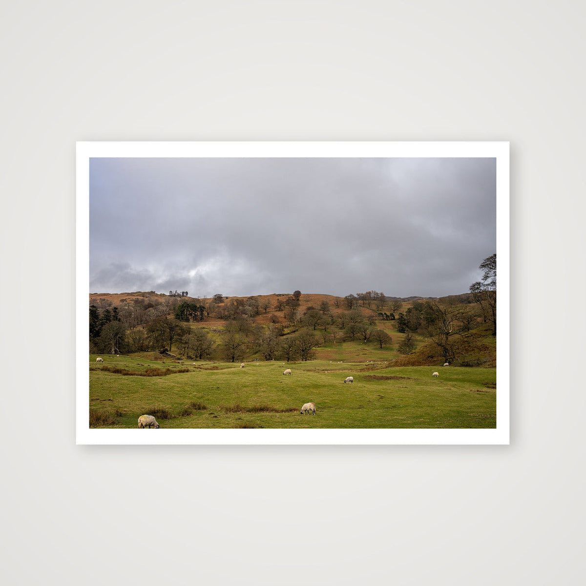 Grazing on the Hills — 100×70cm, 39×28" Print only