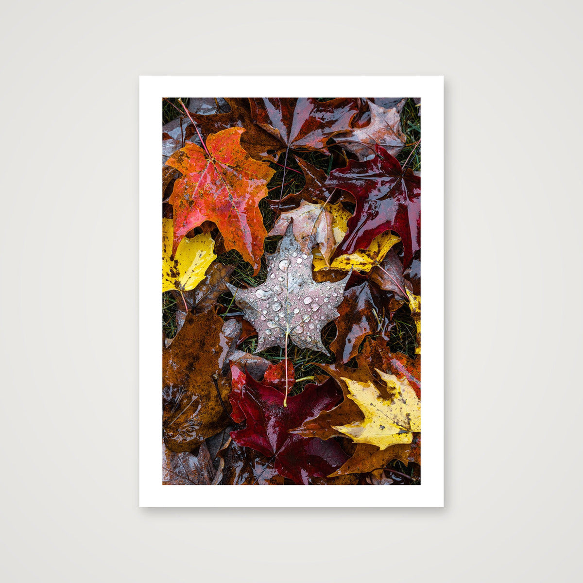 Maple Leaf — A4 (21×30cm, 8×12") Print only