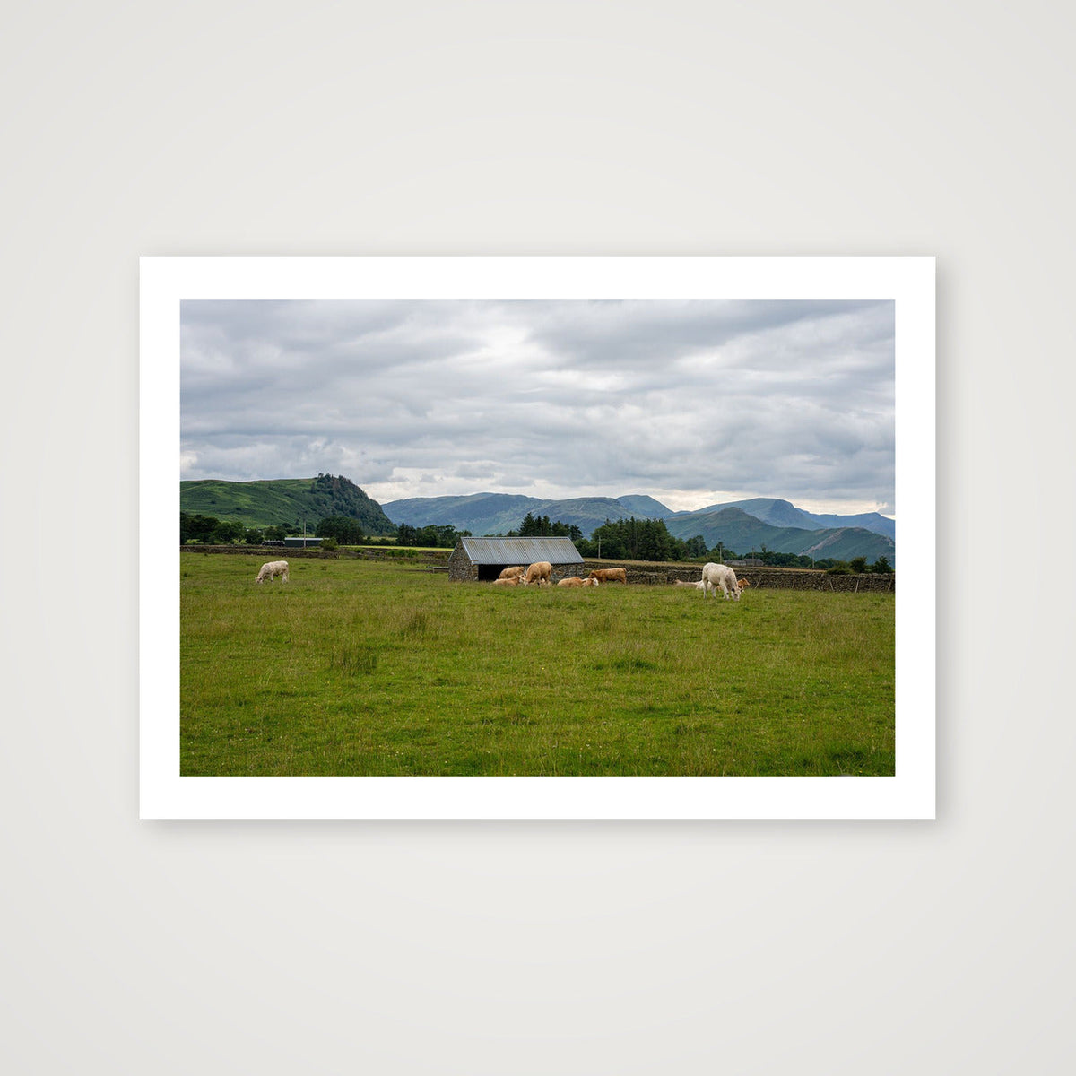 Grazing Cattle — A4 (30×21cm, 12×8") Print only