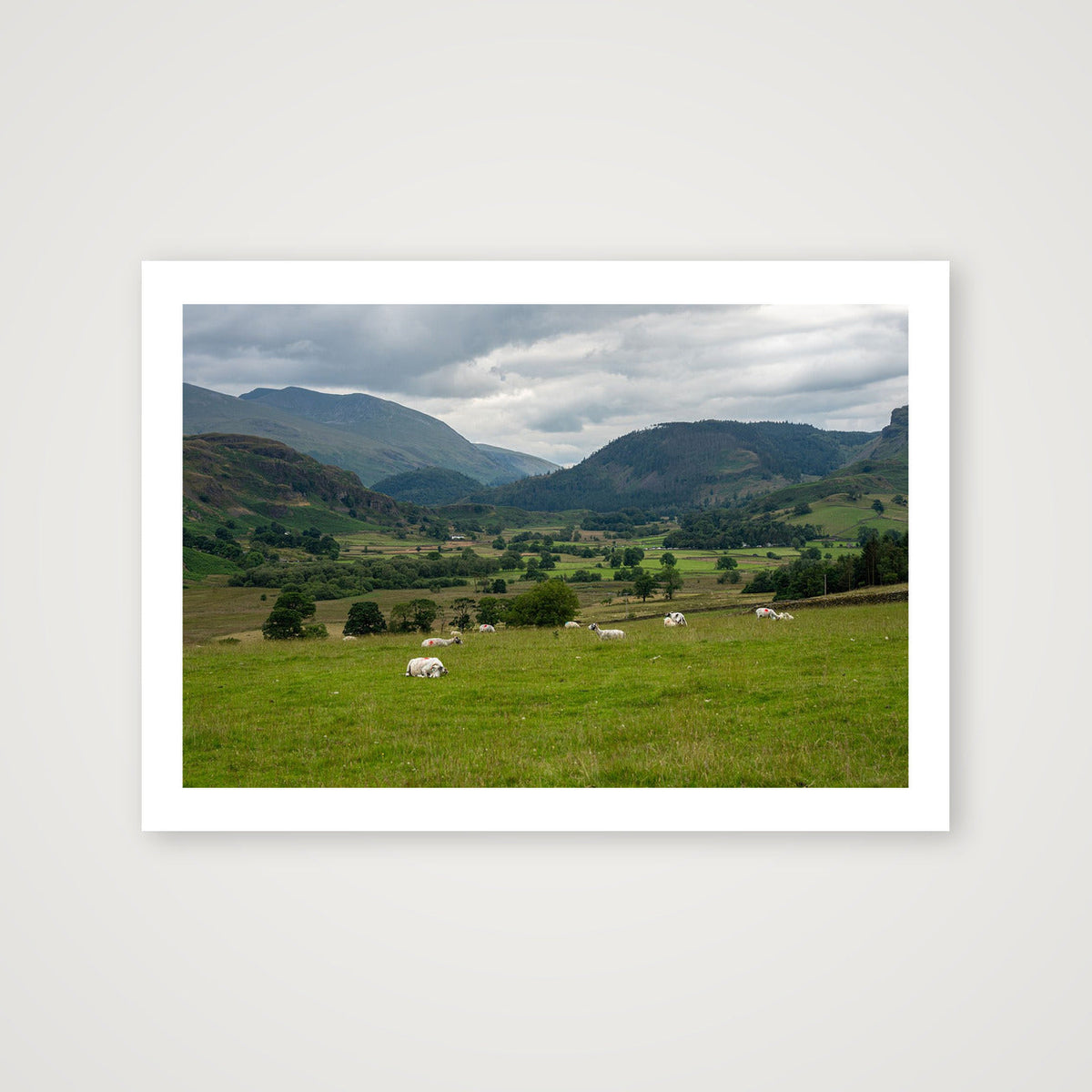 Sheep in the Valley — A4 (30×21cm, 12×8") Print only