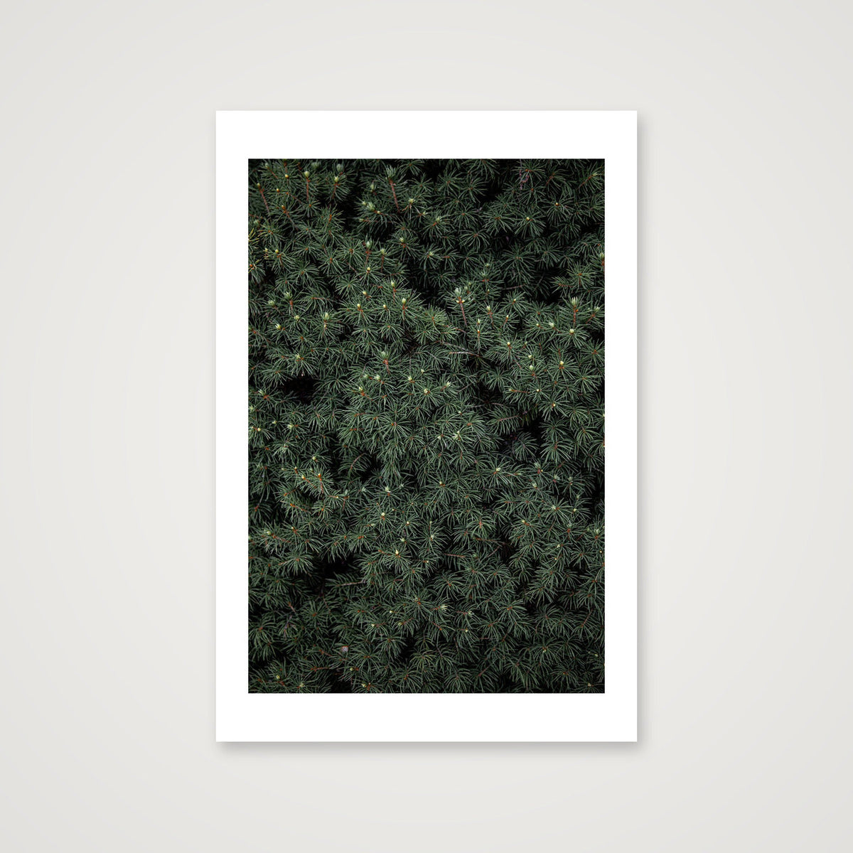Evergreen — 30×45cm, 12×18" Print only