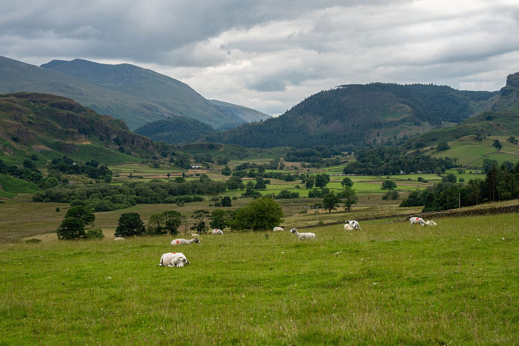 Sheep in the Valley