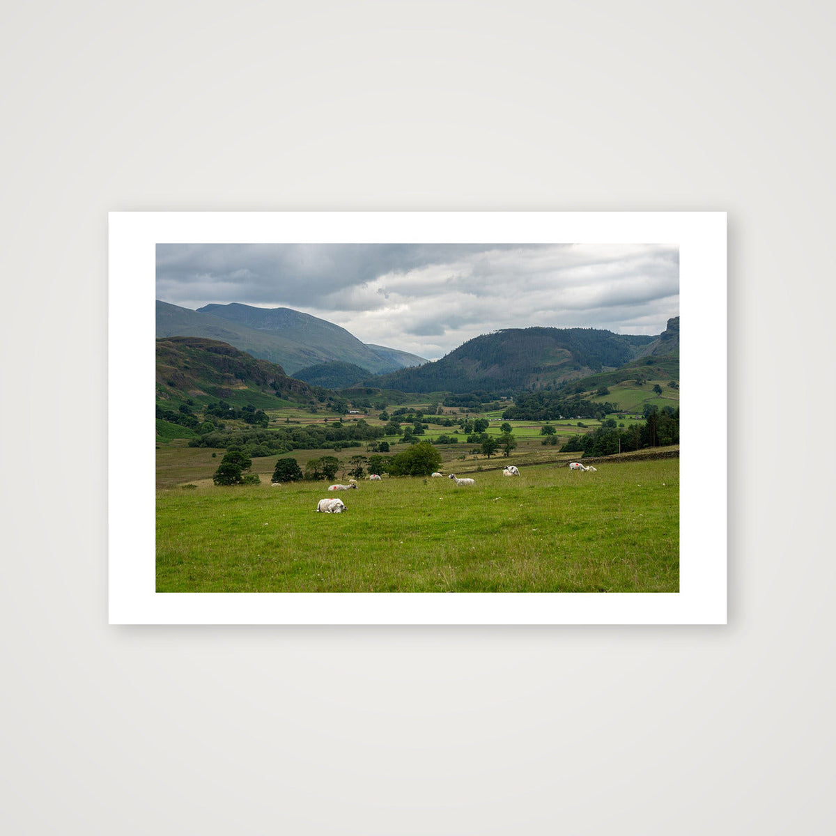 Sheep in the Valley — 45×30cm, 18×12" Print only