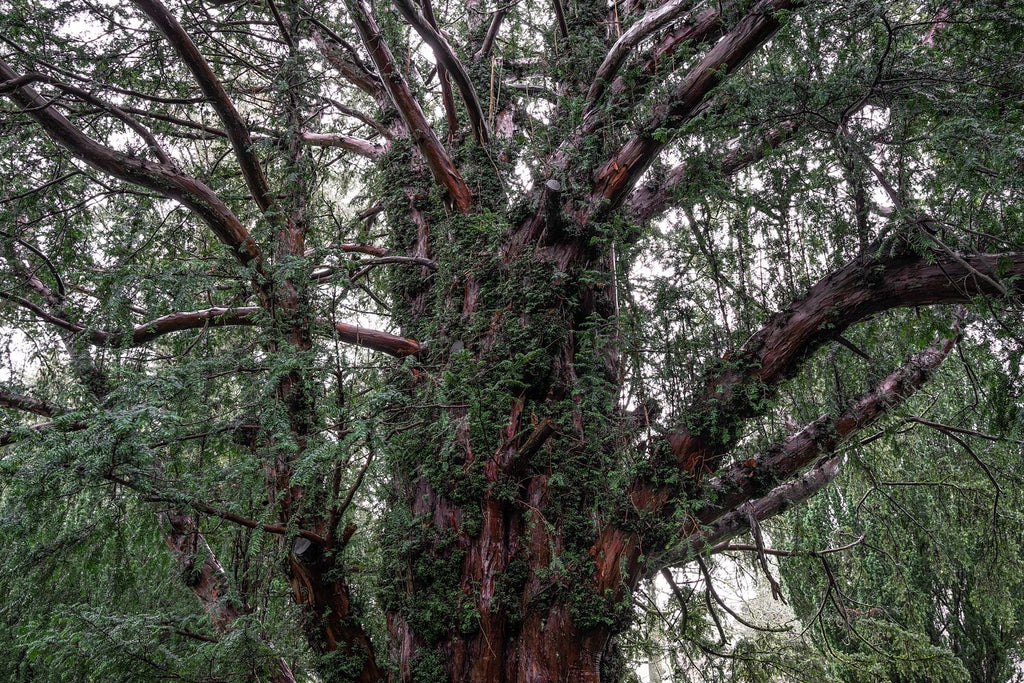 Overgrowth