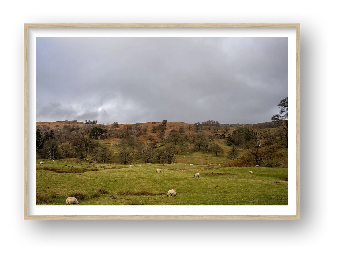 Grazing on the Hills — framed