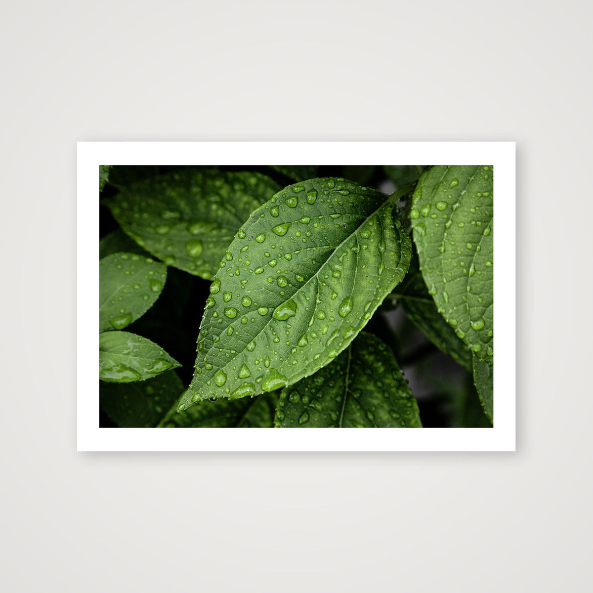 Raindrops — A4 (30×21cm, 12×8") Print only