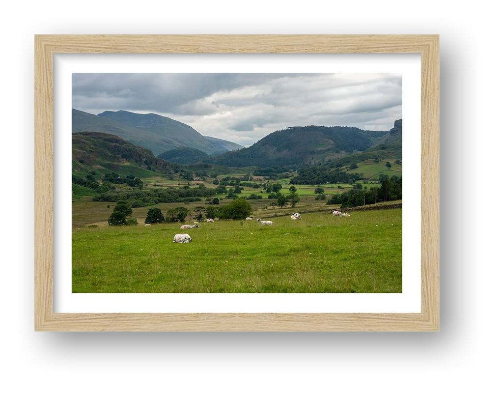 Sheep in the Valley — framed