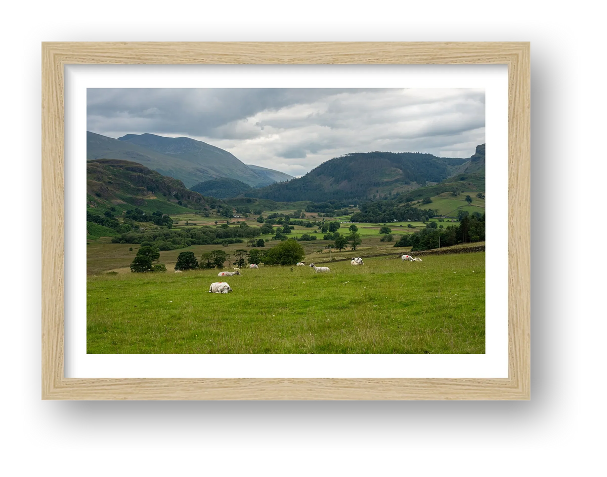 Sheep in the Valley — framed