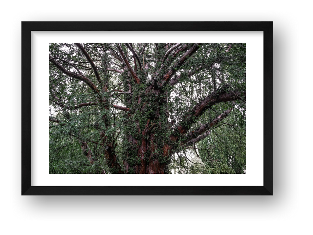 Overgrowth — framed