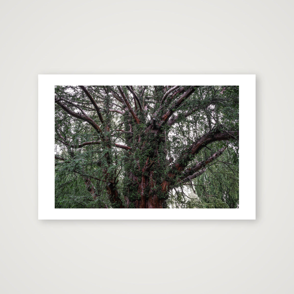 Overgrowth — 45×30cm, 18×12" Print only