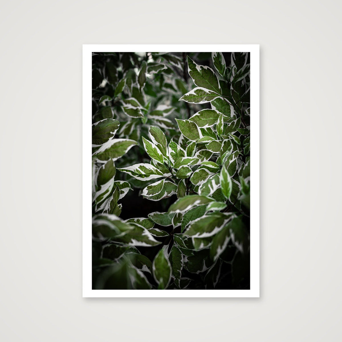 Green and White Foliage — 70×100cm, 28×39" Print only