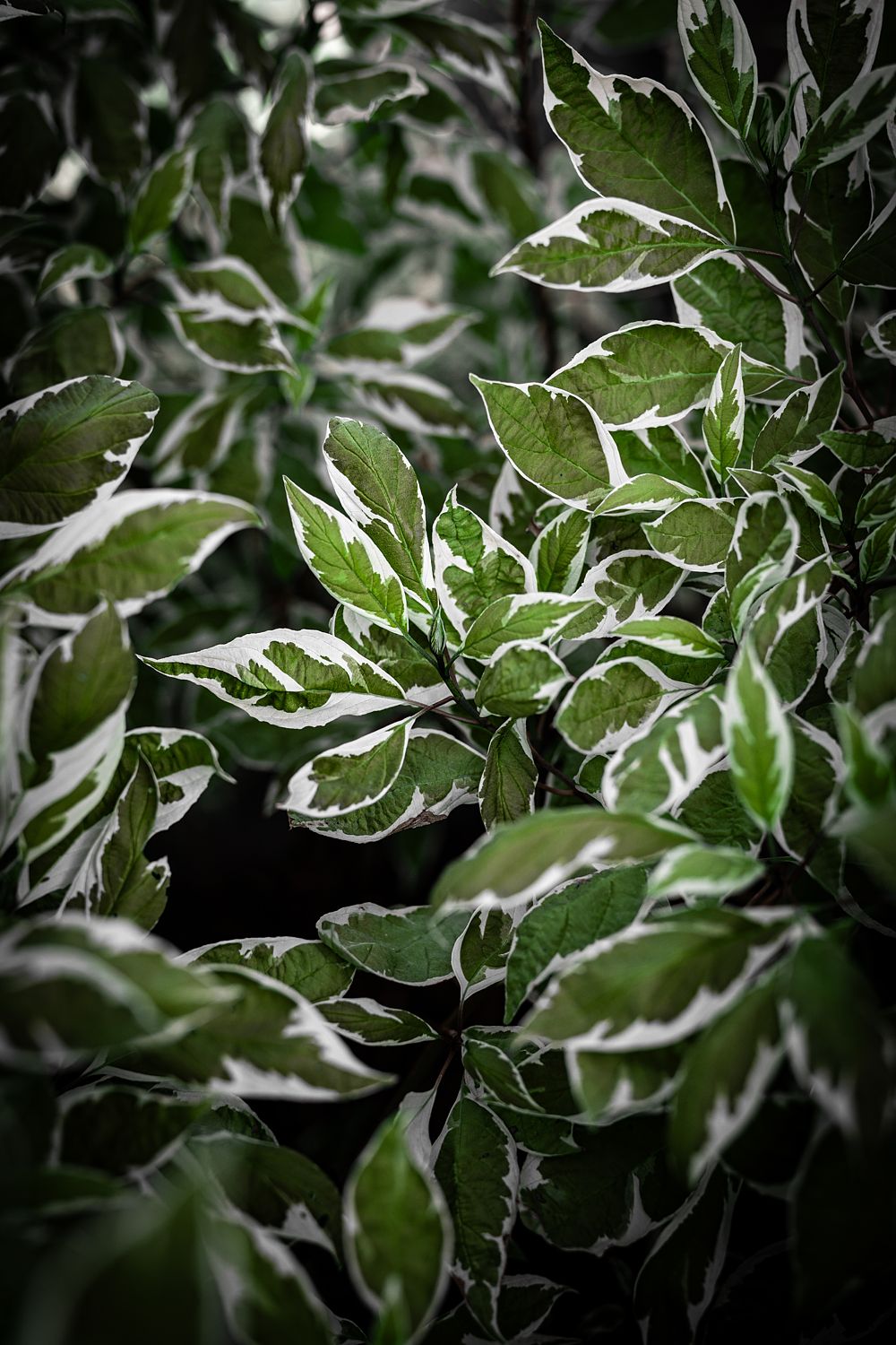 Green and White Foliage